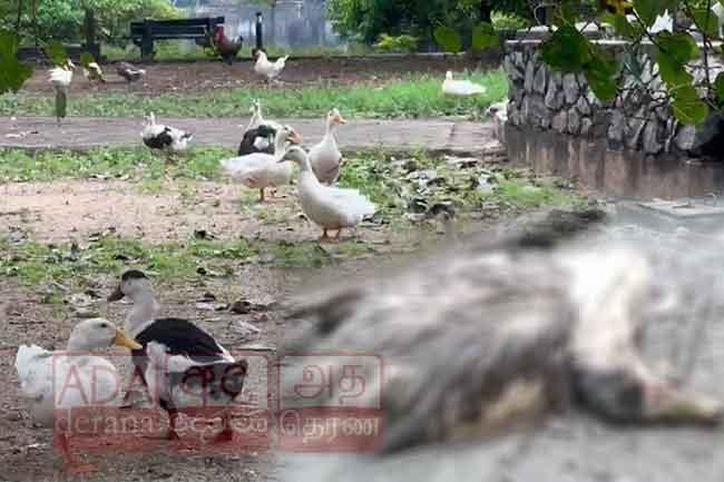 බේරේ වැවේ තාරාවන් මියයෑම සම්බන්ධයෙන් අවසන් පරීක්ෂණය අද