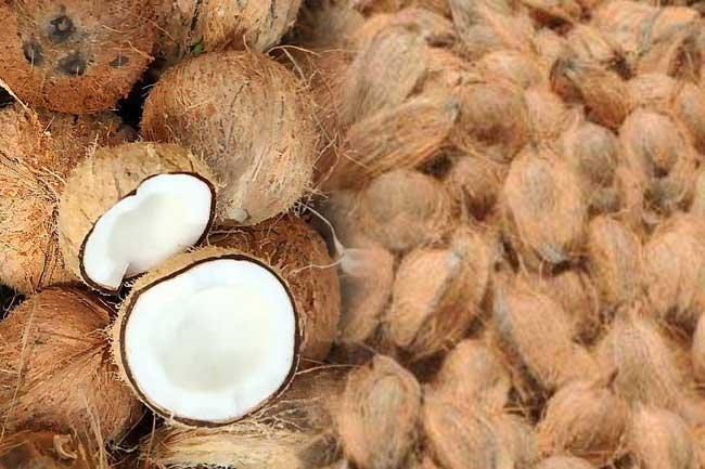 කර්මාන්ත සඳහා පොල් ආනයනයට අවසර