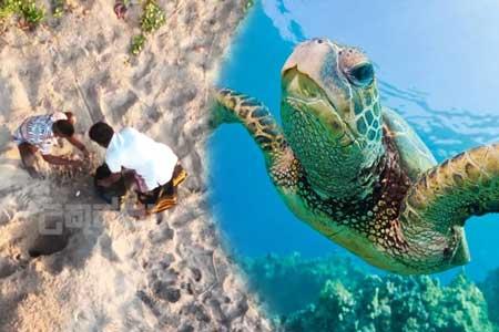 කැස්බෑ බිත්තර විකුණන ජාවාරම්කරුවන් උකුස්සා රටටම හෙළිකරයි