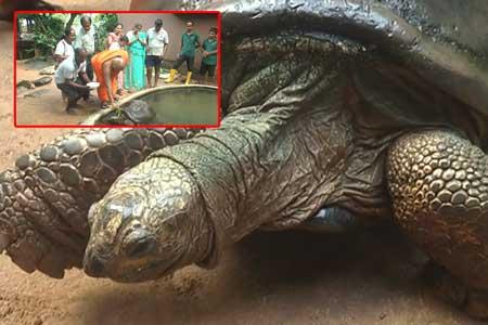 මෙරට ජීවත් වන වයස්ගතම සත්වයාගේ හිස තෙල් ගෑමේ චාරිත්රය ඉටු කරයි