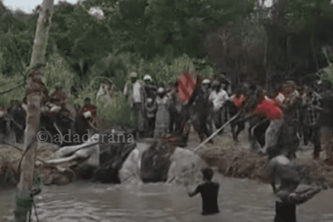 භාතිය හස්තියාට තවදුරටත් ප්රතිකාර