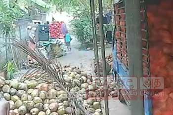 පොල් ගෙඩියක් හිස මතට වැටී පුංචි පුතෙක් ජීවිතක්ෂයට