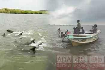 මන්නාරම වෙරළ තීරයට ආ ඩොල්ෆින් රංචුව