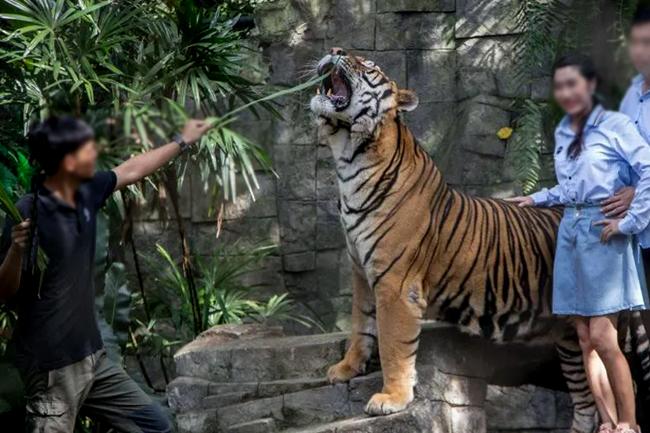 තායිලන්තයේ Tiger Kingdom උද්යානයේ ව්යාඝ්රයින් 72ක් හදිසියේ මියයයි