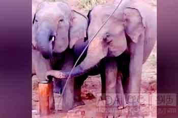 අලි තිබහක්...