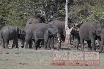 පිපාසයෙන් වතුර සොයා ඇදෙන අලි රංචු...
