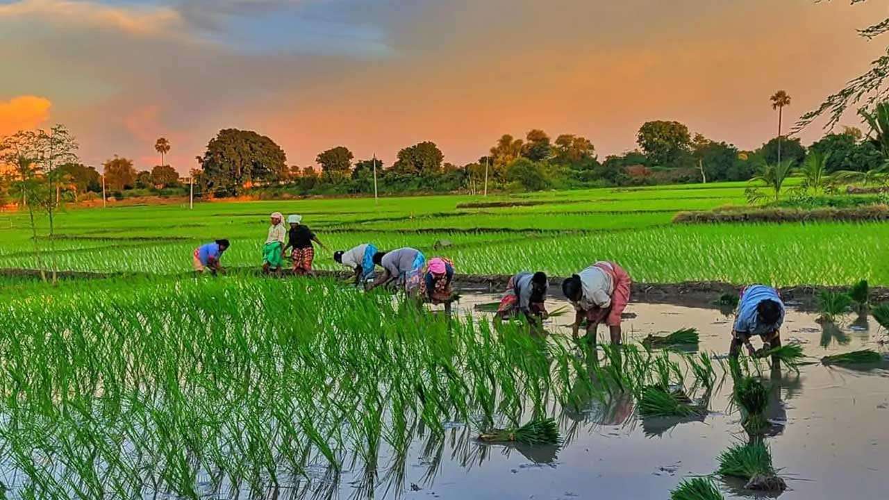 යල-මහ කලින් පටන්ගන්නැයි මහවැලියෙන් දැනුම්දීමක්