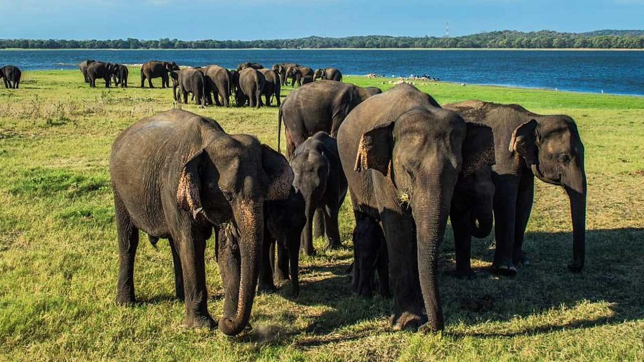 අලි-මිනිස් ගැටුම පාලනයට ජාතික ප්රතිපත්තියක් කඩිනමින් සකස් කළ යුතුයි