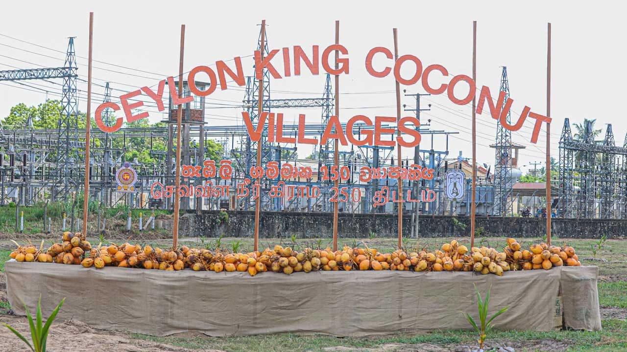 තැඹිලි ගම්මාන 250ක ජාතික වැඩසටහන ඇරඹේ