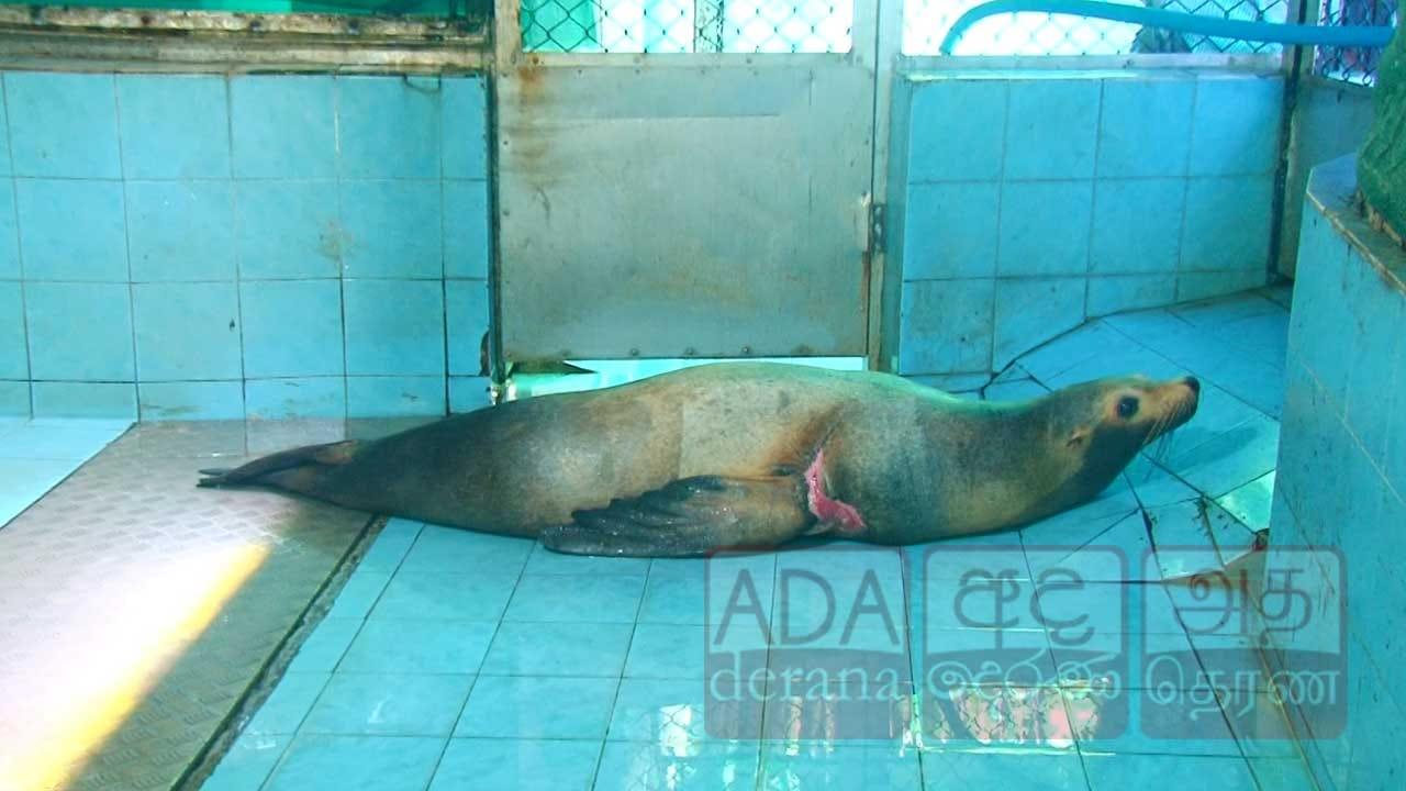 පිළිකාව ජයගත් දෙහිවල සත්වෝද්යානයේ ආදරණීය 'බොතම්' මුහුදු සිංහයා