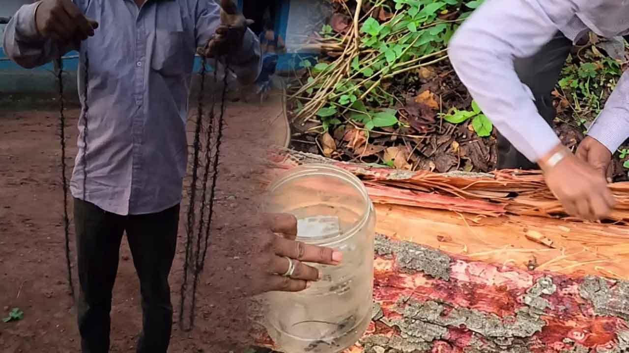 ඉන්දියාවේ සල් වනාන්තර රැකගන්න ගස් ලක්ෂ එකහමාරක් කපන්න යයි