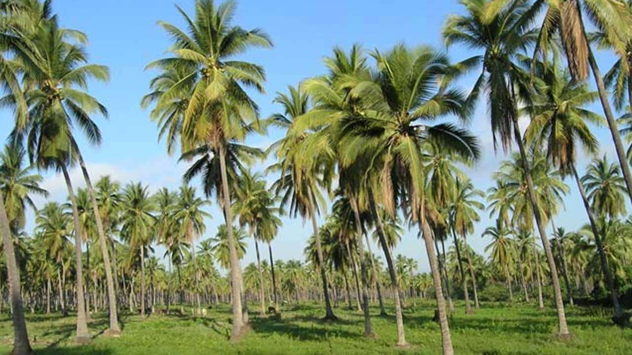 පොල් වගා හානි සඳහා රක්ෂණ හෝ වන්දි ක්රමයක්