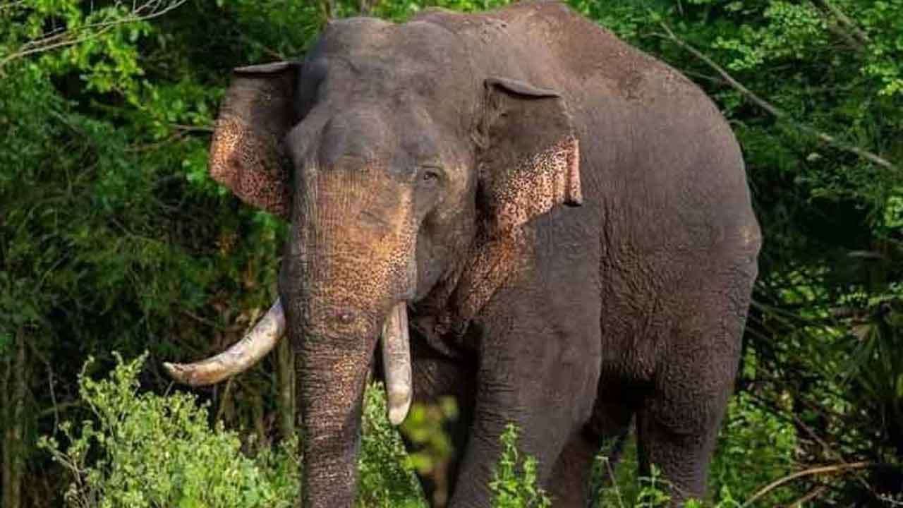 අග්බෝ ගැන සංසරණයවන පුවත ගැන වනජීවියෙන් දැනුම්දීමක්