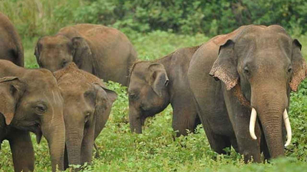 වන අලින්ට එල්ලවන තර්ජන සම්බන්ධව විමර්ශනයක් ඉල්ලා පොලිසියට පැමිණිල්ලක්