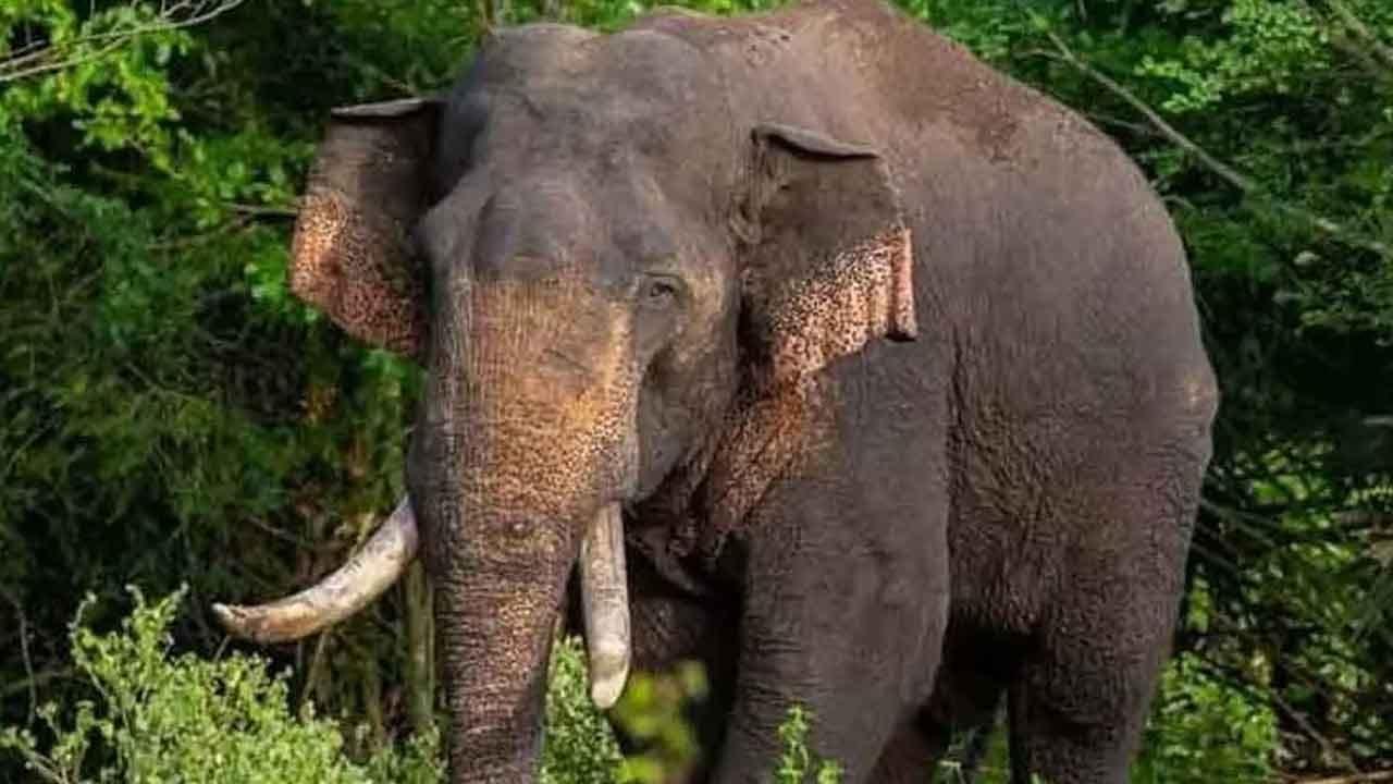 අග්බෝ ඇතු සෙවීම සඳහා විශේෂ හමුදා කණ්ඩායමක්