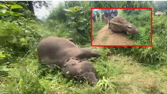 අනාරක්ෂිත විදුලි රැහැනක ගැටී වනඅලි දෙදෙනෙකු මරුට