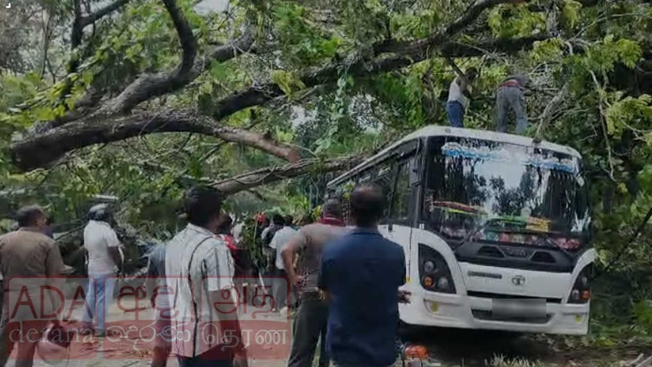 වාහන හතක් මතට කඩාවැටුණු මහා මාර ගහ...
