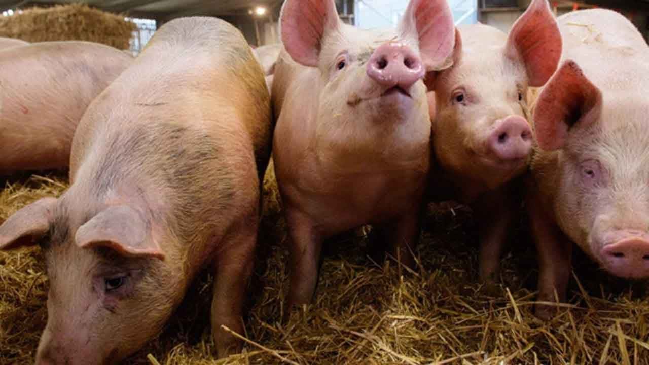 අප්රිකානු සූකර උණ ගැන සෞඛ්ය අංශ අනතුරු අඟවයි - පරීක්ෂාකළ ගොවිපොළවලින් 99%කම රෝග කාරකය හමුවෙයි