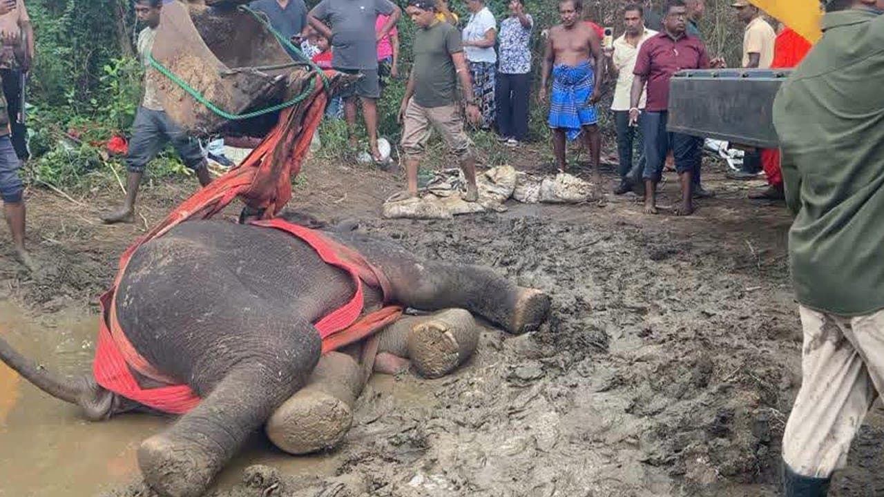 මැදවච්චිය ප්රදේශයේ ස්නායු ආබාධයකින් අසාධ්යවී සිටි අලි පැටියා සුව අතට