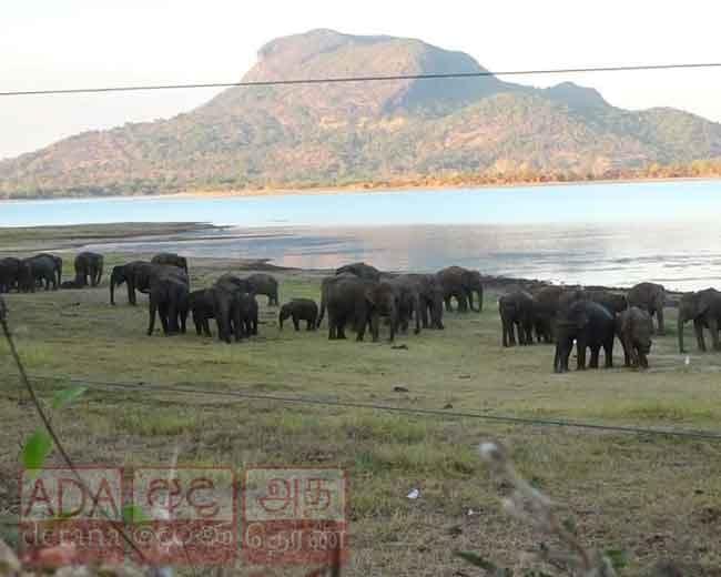 උල්හිටිය ජලාශයට වනඅලි රංචුව...