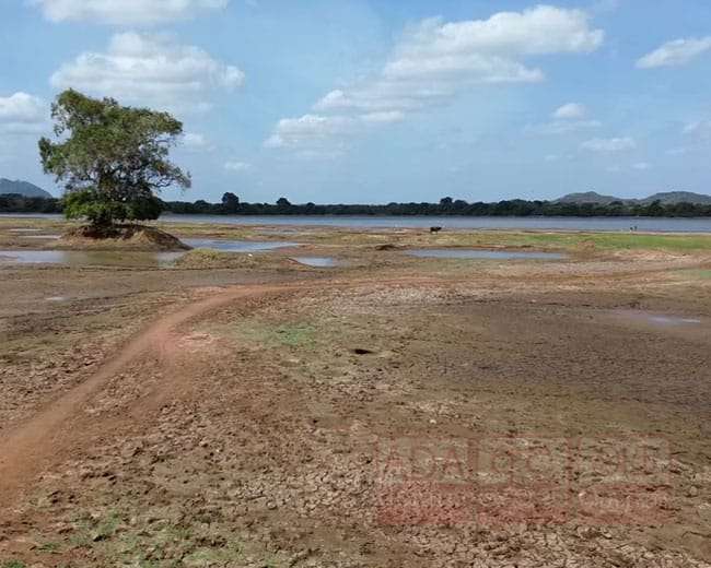 නියගය