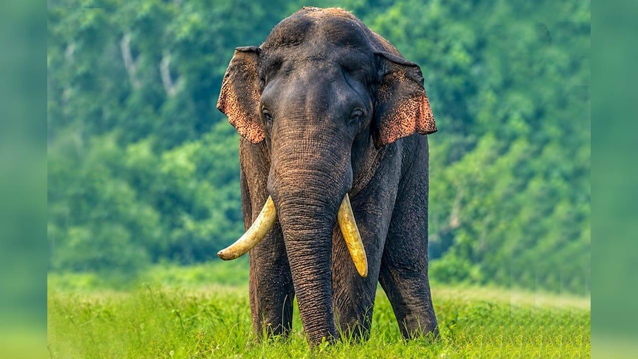 අග්බෝ සොයන මෙහෙයුම