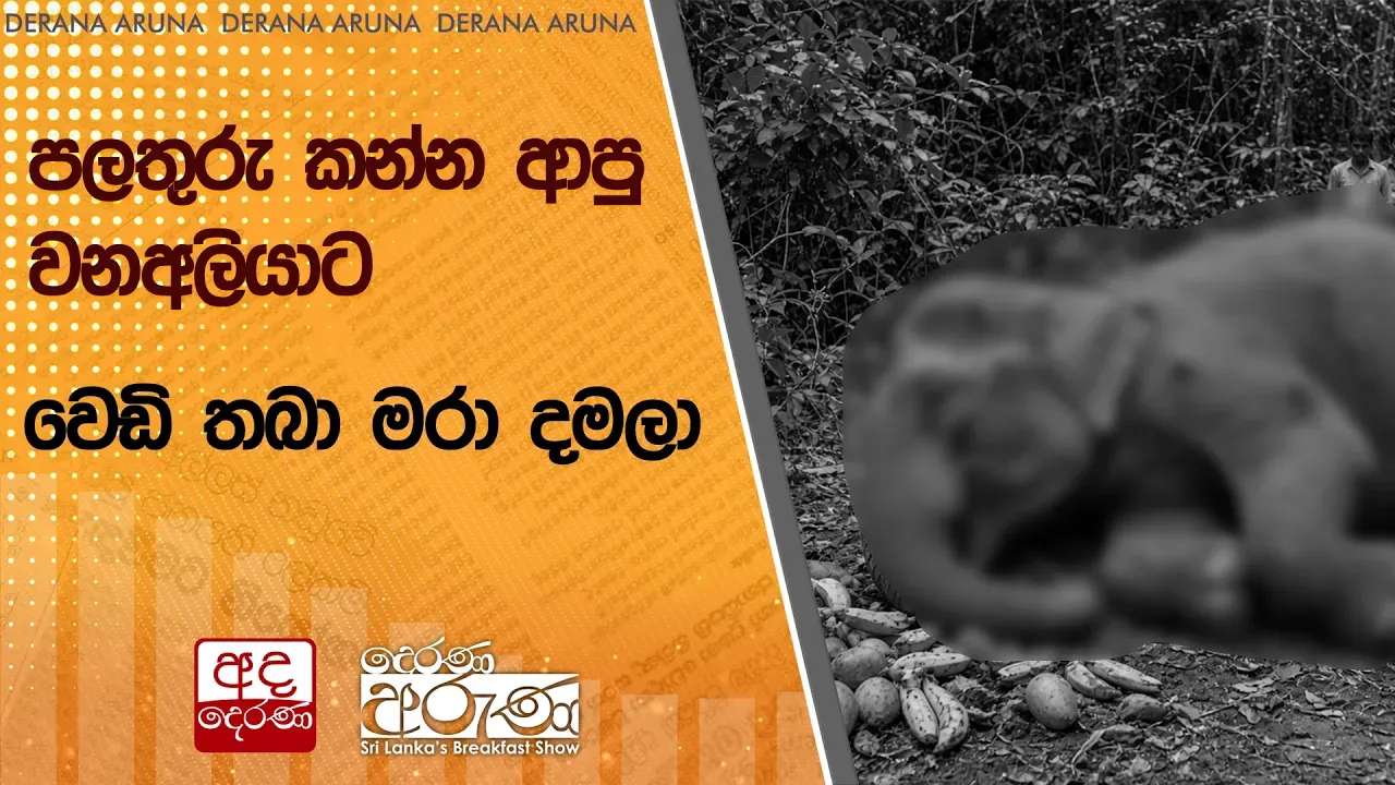 පලතුරු කන්න ආපු වනඅලියාට වෙඩි තබා මරා දමලා