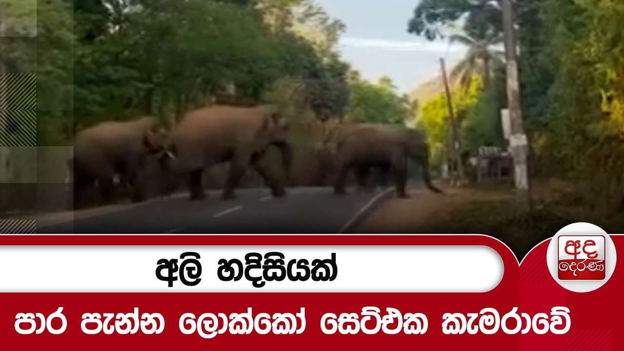 අලි හදිසියක් - පාර පැන්න ලොක්කෝ සෙට්එක කැමරාවේ | Ada Derana