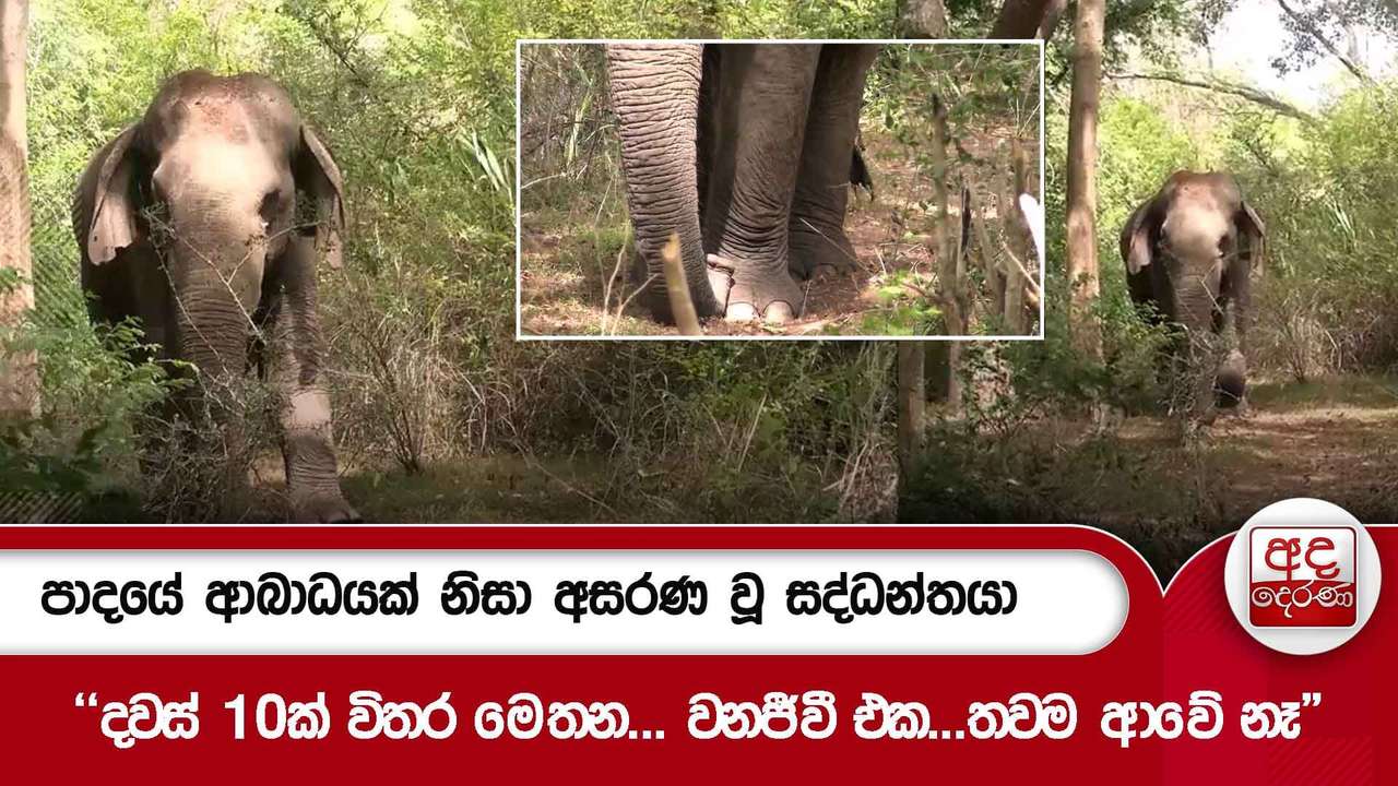 පාදයේ ආබාධයක් නිසා අසරණ වූ සද්ධන්තයා | "දවස් 10ක් විතර මෙතන... වනජීවී එක...තවම ආවේ නෑ"