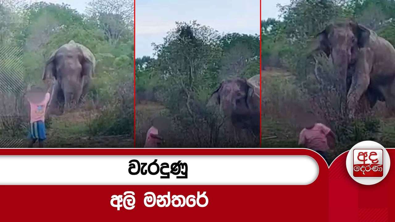 වැරදුණු අලි මන්තරේ