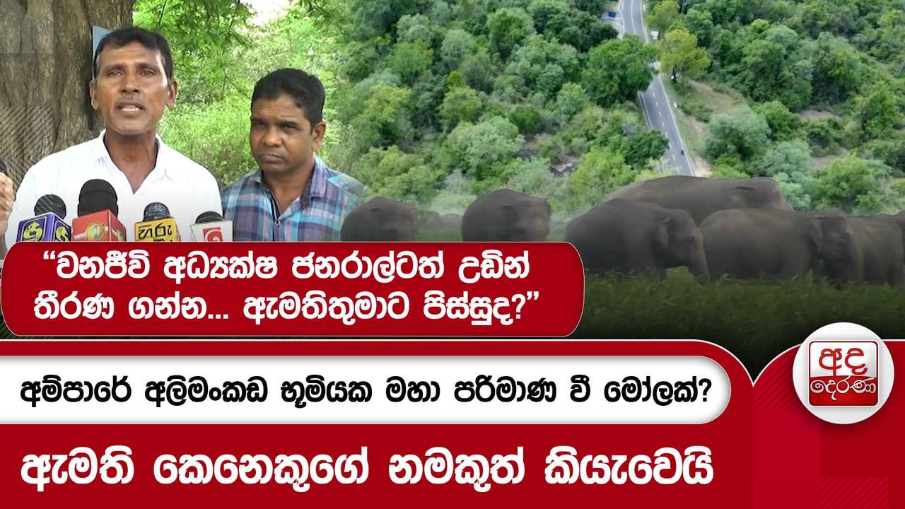 අම්පාරේ අලිමංකඩ භූමියක මහා පරිමාණ වී මෝලක්?