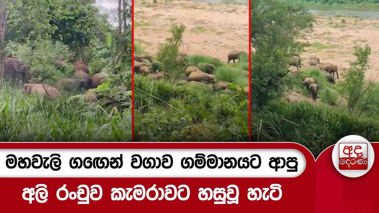 මහවැලි ගඟෙන් වගාව ගම්මානයට ආපු අලි රංචුව කැමරාවට හසුවූ හැටි