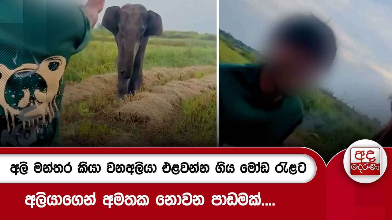 අලි මන්තර කියා වනඅලියා එළවන්න ගිය මෝඩ රැළට අලියාගෙන් අමතක නොවන පාඩමක්....