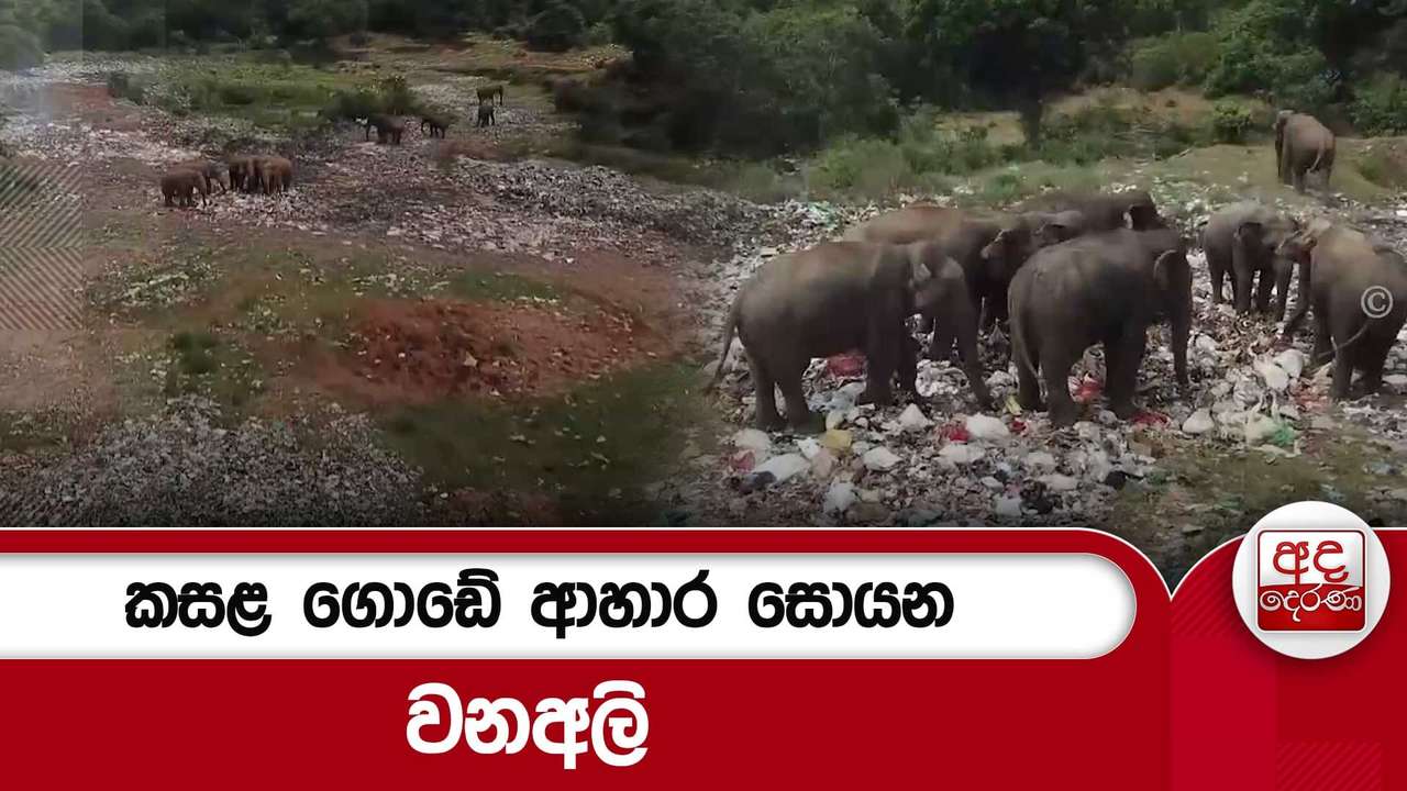 කසළ ගොඩේ ආහාර සොයන වනඅලි