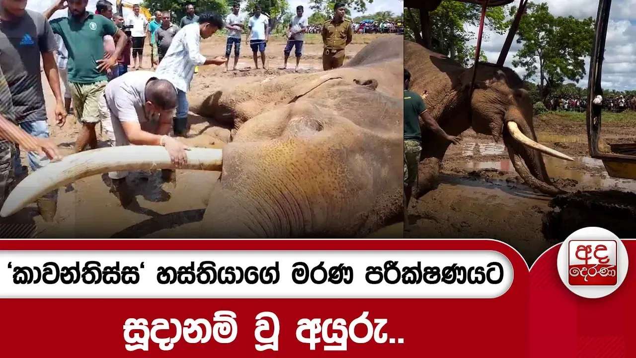 'කාවන්තිස්ස' හස්තියාගේ මරණ පරීක්ෂණයට සූදානම් වූ අයුරු..
