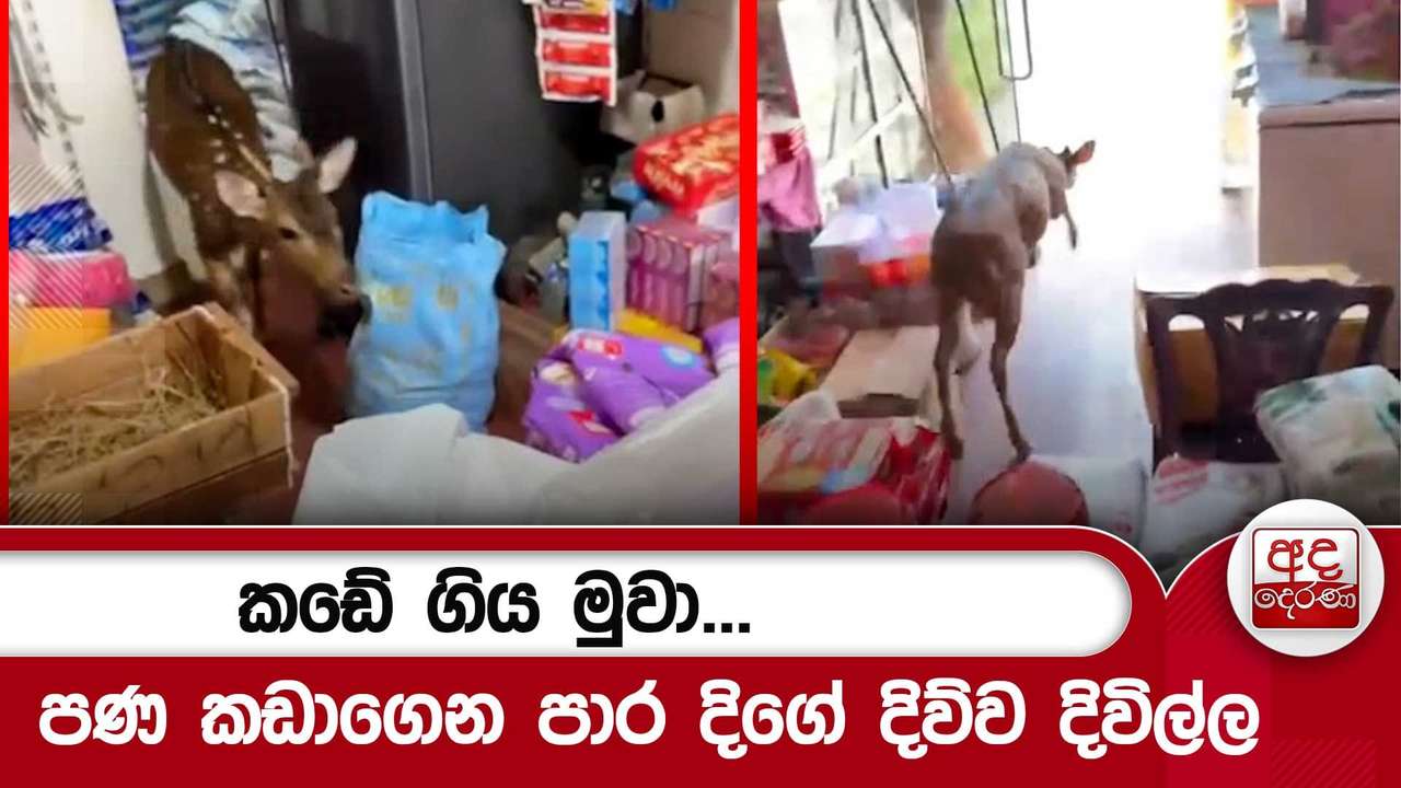 කඩේ ගිය මුවා...පණ කඩාගෙන පාර දිගේ දිව්ව දිවිල්ල