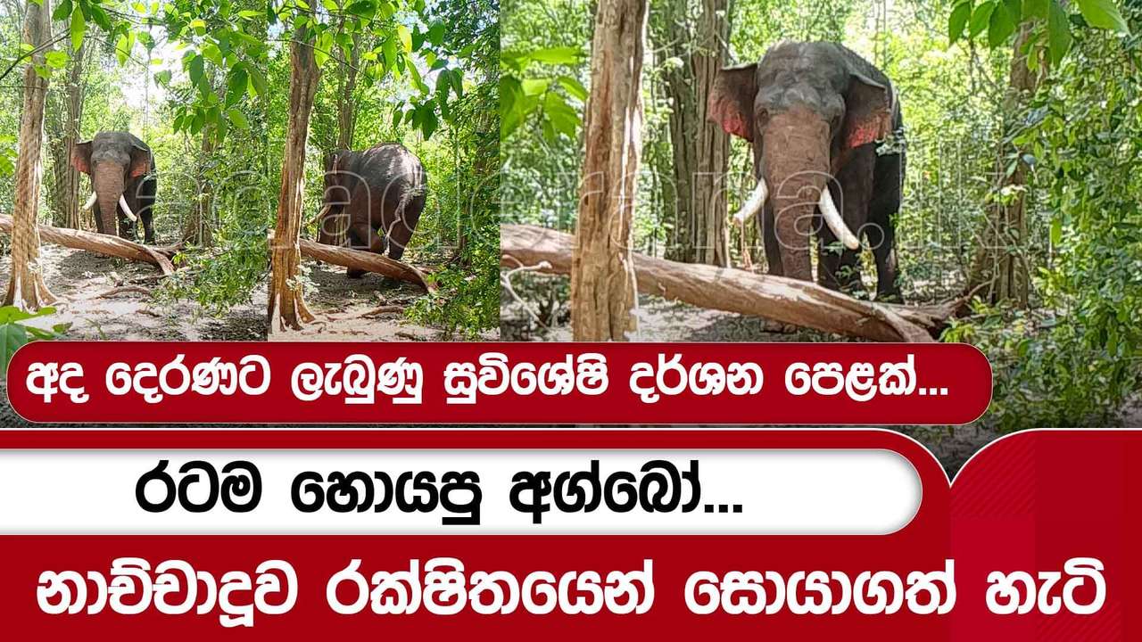 රටම හොයපු අග්බෝ... | නාච්චාදූව රක්ෂිතයෙන් සොයාගත් හැටි | අද දෙරණට ලැබුණු සුවිශේෂි දර්ශන පෙළක්...