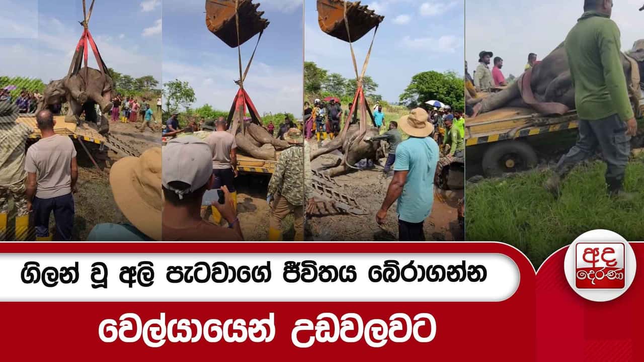 ගිලන් වූ අලි පැටවාගේ ජීවිතය බේරාගන්න වෙල්යායෙන් උඩවලවට