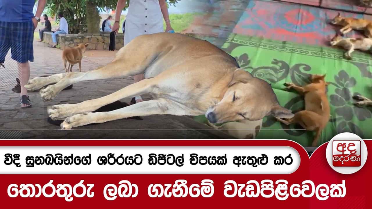 වීදී සුනඛයින්ගේ ශරීරයට ඩිජිටල් චිපයක් ඇතුළු කර තොරතුරු ලබා ගැනීමේ වැඩපිළිවෙලක් | Ada Derana